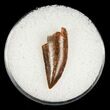 Raptor Tooth From Morocco #5056-1